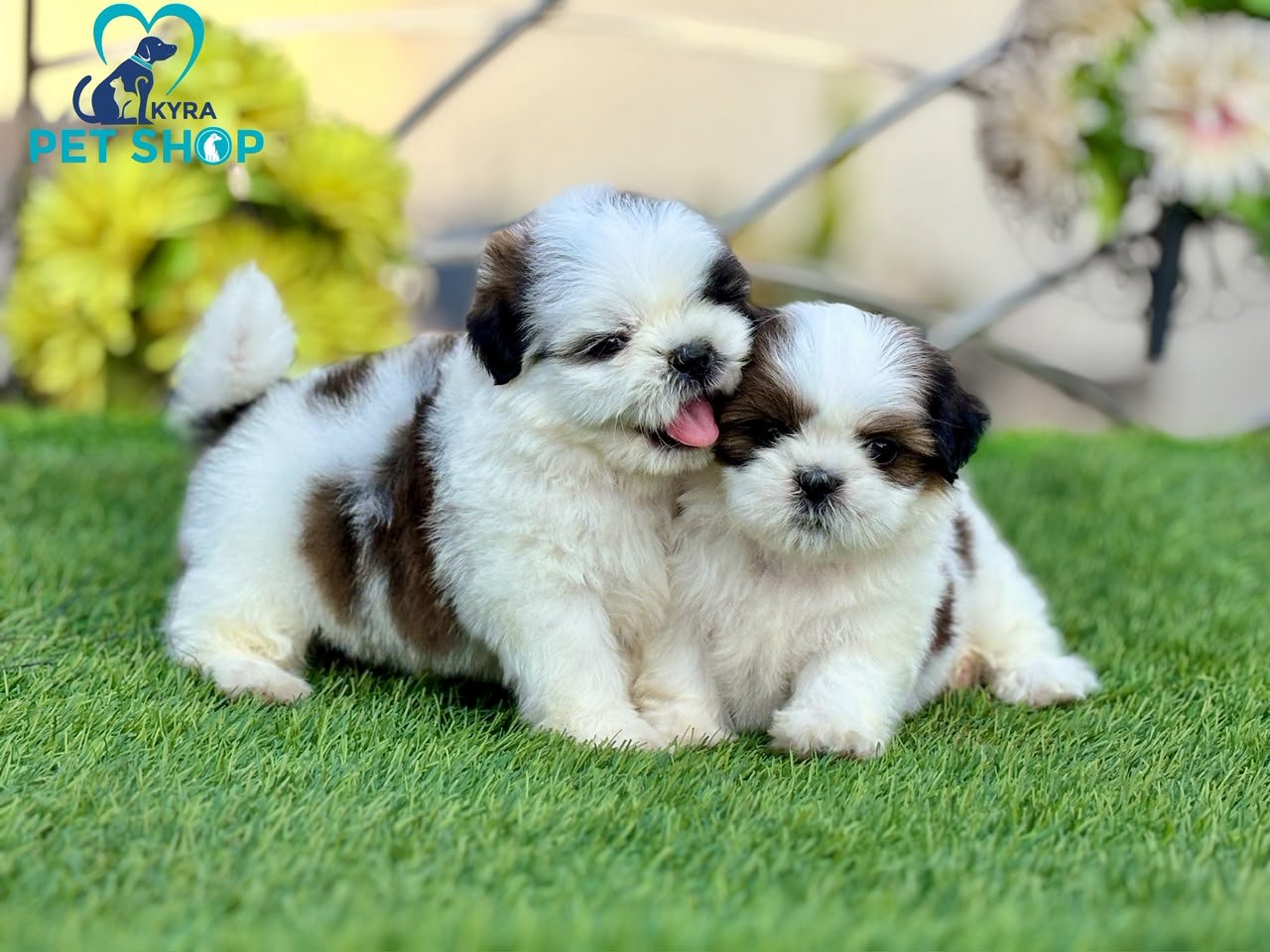 Shihtzu angle 4
